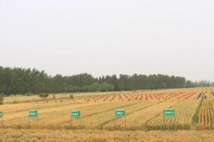 中裕正在小麥精湛加工領域實現了多個全