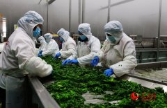 功将地盘耕做从“一年两熟”升级为“一年三熟